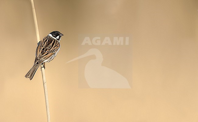 Golden ratio Reed Bunting stock-image by Agami/Onno Wildschut,
