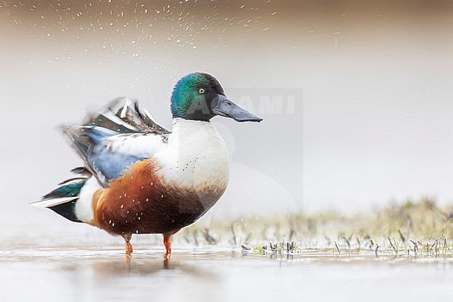 Male Northern Shoveler (Spatula clypeata) in Italy. stock-image by Agami/Daniele Occhiato,