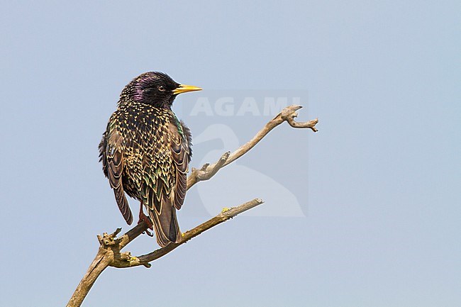 Eurasian Starling, Sturnus vulgaris adult, presumable female, perched on dead branch in sun stock-image by Agami/Menno van Duijn,