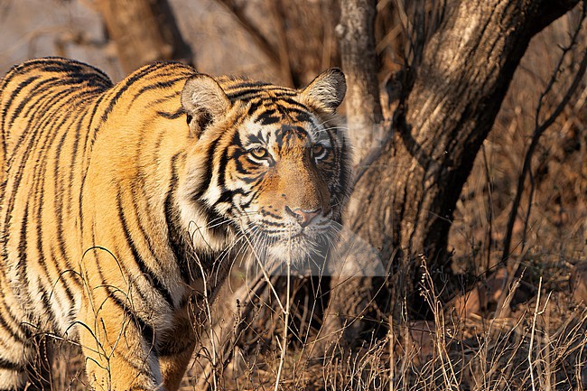 Bengal Tiger, Panthera tigris tigris, in India. stock-image by Agami/Dani Lopez-Velasco,