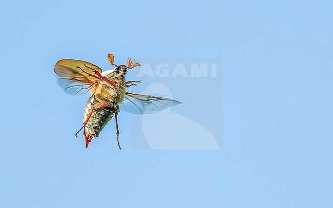 Common cockchafer (Melolontha melolontha) in flight with the blue sky behind stock-image by Agami/Lennart Verheuvel,
