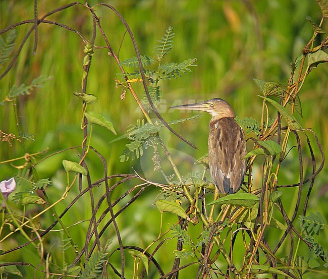 Wintering yellow bittern (Ixobrychus sinensis) in the Philippines. stock-image by Agami/Pete Morris,