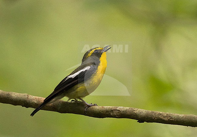Adult male Ryukyu Flycatcher (Ficedula owstoni) perched on a twig in Japan. stock-image by Agami/Yann Muzika,