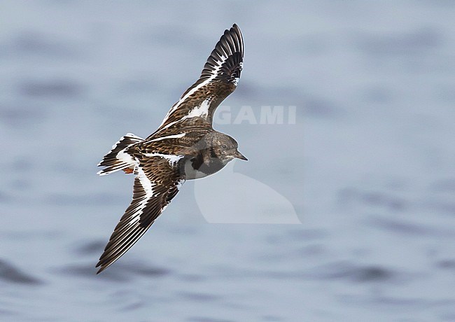 Ruddy Turnstone, Steenloper,  interpres ssp. interpres, Great Britain, adult, nonbreeding plumage stock-image by Agami/Ralph Martin,