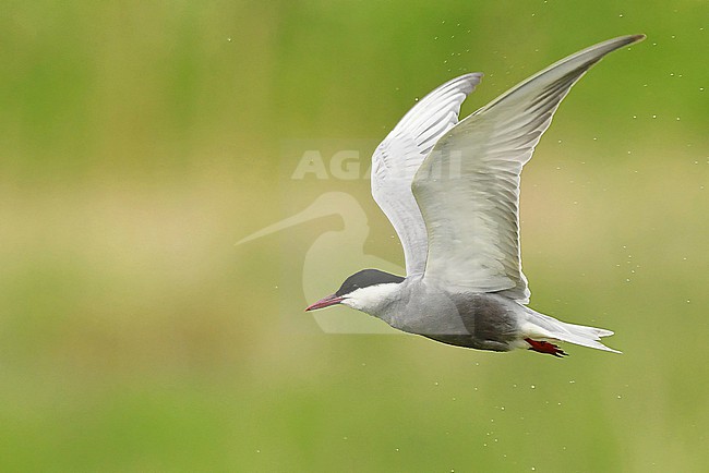 Whiskered Tern (Chlidonias hybrida) at their only breeding in The Netherlands stock-image by Agami/Eduard Sangster,
