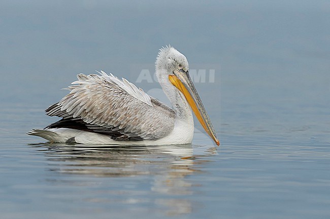 Immature Dalmatian Pelican (Pelecanus crispus) sitting on the water of lake Kerkini in Greece. stock-image by Agami/Marcel Burkhardt,