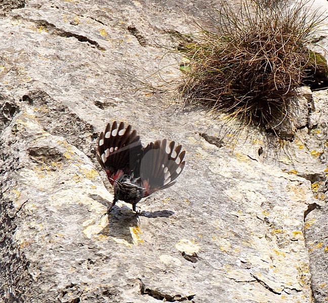 Adult male Wallcreeper (Tichodroma muraria) shaping a heart with it's wings while flying uphill. Wintering individual at Dinant in Belgium. stock-image by Agami/Edwin Winkel,