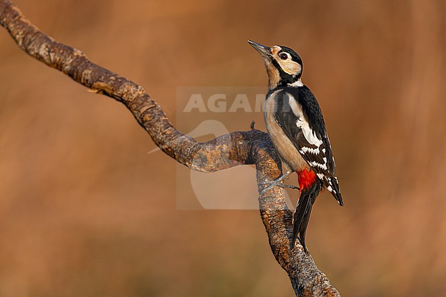 Great Spotted Woodpecker, Dendrocopos major, in Italy. stock-image by Agami/Daniele Occhiato,