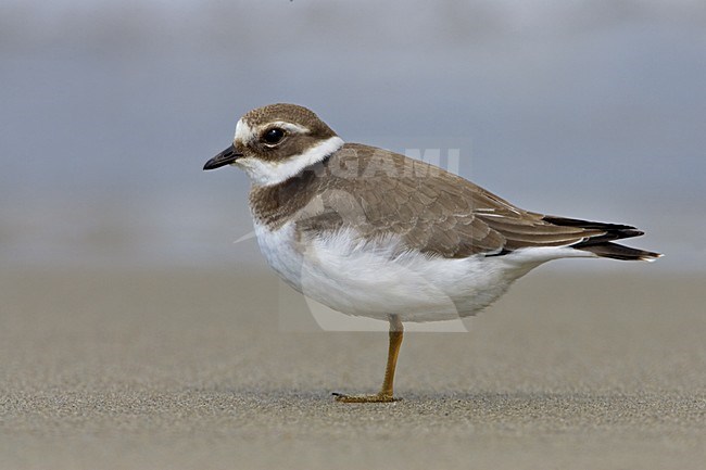 Common Ringed Plover, Bontbekplevier stock-image by Agami/Daniele Occhiato,