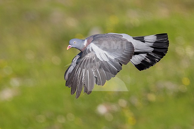 Common Wood Pigeon (Columba palumbus), side view of an adult in flight, Abruzzo, Italy stock-image by Agami/Saverio Gatto,