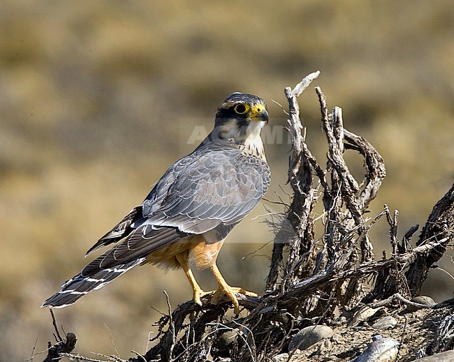 Aplomado Falcon (Falco femoralis) perched on top of some dead roots in Argentina. stock-image by Agami/Marc Guyt,