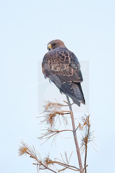 Adult (dark morph)
San Diego Co., CA
April 2023 stock-image by Agami/Brian E Small,