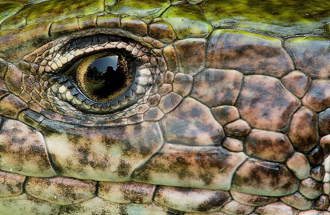 Oog van Oostelijke Smaragdhagedis, Eye of a Eastern Green Lizard stock-image by Agami/Rob de Jong,
