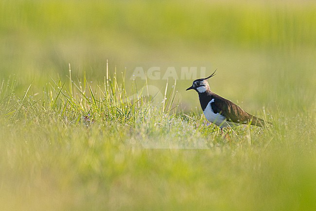  stock-image by Agami/Menno van Duijn,