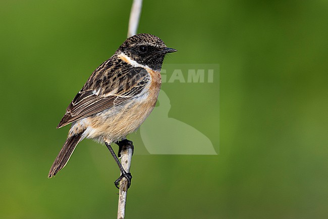 European Stonechat (Saxicola rubicola), front view of an dult male perched on a stem, Campania, Italy stock-image by Agami/Saverio Gatto,