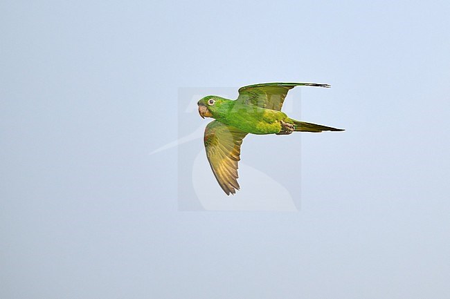 Young White-eyed Parakeet (Psittacara leucophthalmus) flying against a blue sky as a background, Bolivia stock-image by Agami/Tomas Grim,