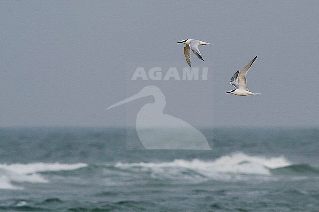 Sandwich Tern - Brandseeschwalbe - Sterna sandvicensis, Germany, adult and 1st cy stock-image by Agami/Ralph Martin,