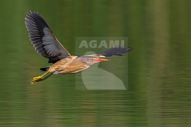 Tarabusino; Little Bittern; Ixobrychus minutus stock-image by Agami/Daniele Occhiato,