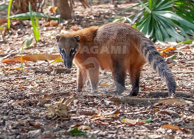 South American coati (Nasua nasua) in the Pantanal, Brazil. Also known as the ring-tailed coati, stock-image by Agami/David Monticelli,