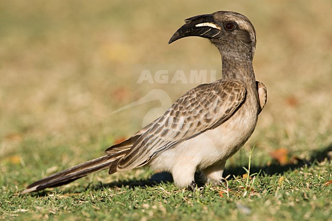 Grijze Tok, African Grey Hornbill, Tockus nasutus stock-image by Agami/Marc Guyt,