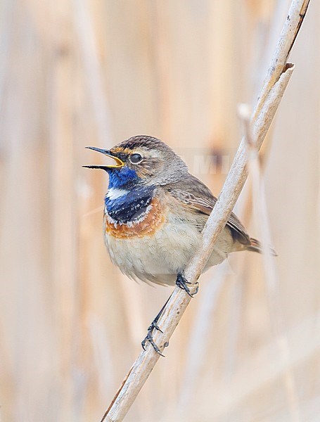 Bluethroat - Blaukehlchen - Cyanecula svecica ssp. cyanecula, Germany, adult male stock-image by Agami/Ralph Martin,