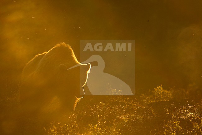 Bruine Beer in avondlicht, Brown Bear in sunset stock-image by Agami/Danny Green,