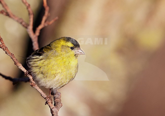 Mannetje Sijs zittend op een tak; Male Eurasian Siskin perched on a branch stock-image by Agami/Markus Varesvuo,