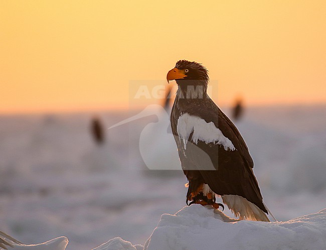 Adult Steller's Sea Eagle, Haliaeetus pelagicus, wintering at Rauso, Hokkaido, Japan. Perched on drift ice in the early morning. stock-image by Agami/Pete Morris,