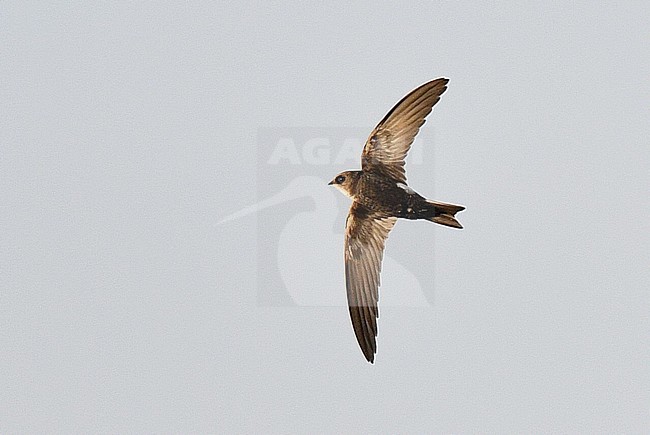 Immature Horus swift (Apus horus) at Schiermonnikoog, Netherlands. Extreme African vagrant and first record in the Western Palearctic (WP). stock-image by Agami/Laurens Steijn,