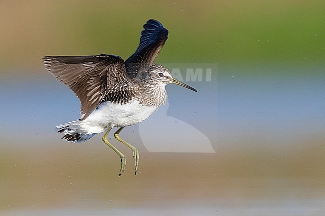 Green Sandpiper (Tringa ochropus), adult in flight. Hanging in mid-air. stock-image by Agami/Saverio Gatto,