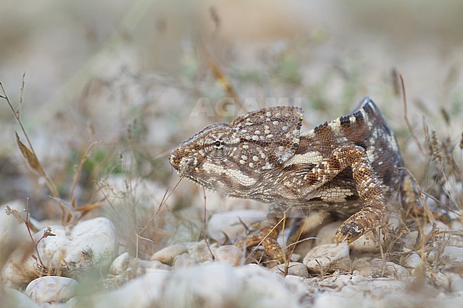 Arabian chameleon (Chamaeleo arabicus), Oman stock-image by Agami/Ralph Martin,