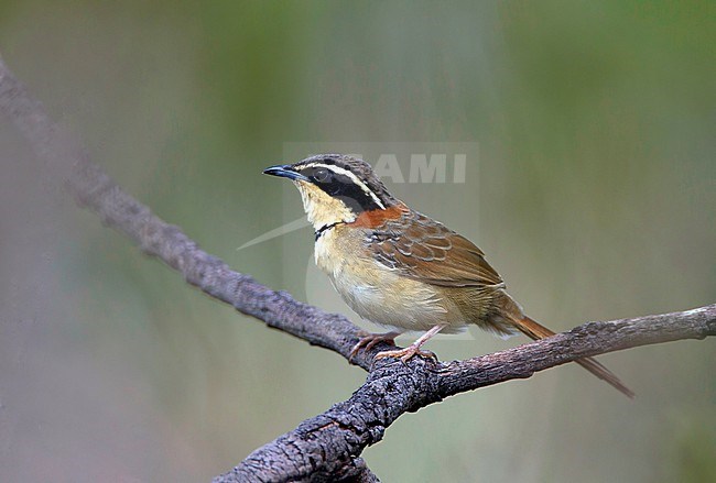 Collared Crescentchest	 (Melanopareia torquata) perched on a branch in Chapada Diamantina, Brazil. stock-image by Agami/Harvey van Diek,