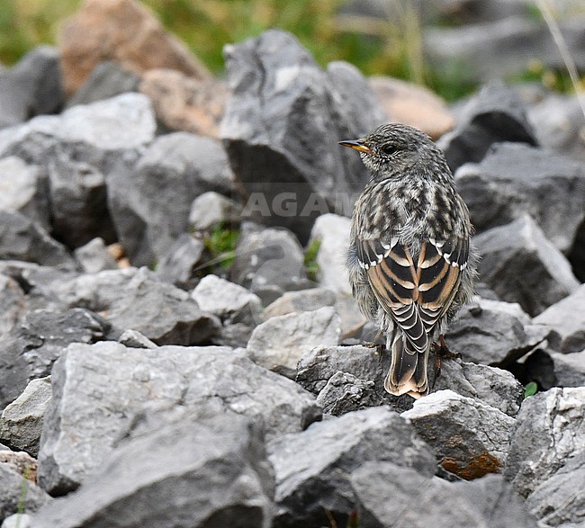 Juvenile Alpine Accentor (Prunella collaris) during late summer or early autumn in Spain. stock-image by Agami/Laurens Steijn,