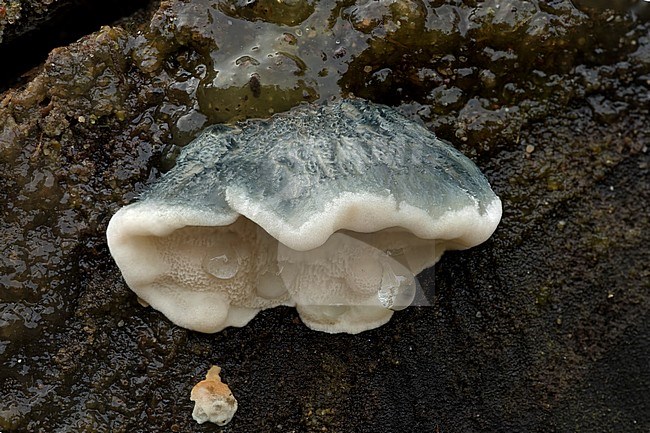 Blauwe Kaaszwam; Spongiporus caesius stock-image by Agami/Walter Soestbergen,