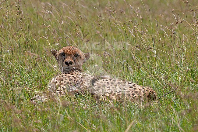 Portrait of a cheetah, Acinonyx jubatus, resting in tall grass. Masai Mara National Reserve, Kenya. stock-image by Agami/Sergio Pitamitz,