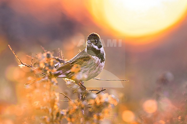 Common Reed Bunting (Emberiza schoeniclus) in Italy. stock-image by Agami/Daniele Occhiato,