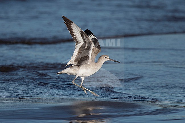 A first winter Willet (Tringa semipalmata; subspecies inornata) is starting or landing and lifts its wings and showing the black axillaries stock-image by Agami/Mathias Putze,