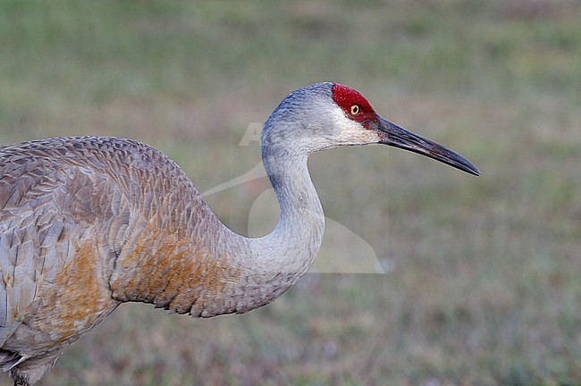 Florida Sandhill Crane, Grus canadensis pratensis, adult in Florida USA stock-image by Agami/Helge Sorensen,