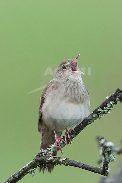  stock-image by Agami/Menno van Duijn,