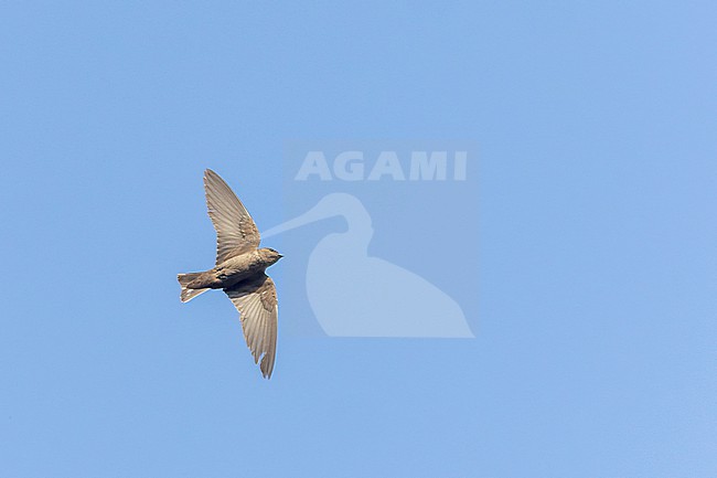 Dusky Crag Martin (Ptyonoprogne concolor) in flight in India. stock-image by Agami/Marc Guyt,