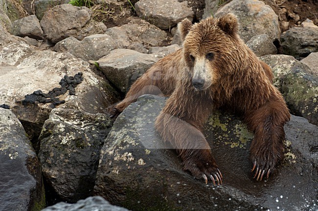 Kamchatka Brown Bear, Kamtsjatkabeer stock-image by Agami/Sergey Gorshkov,