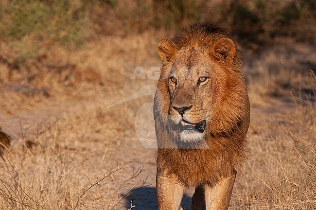 Close up portrait of a male lion, Panthera leo. Chief Island, Moremi Game Reserve, Okavango Delta, Botswana. stock-image by Agami/Sergio Pitamitz,