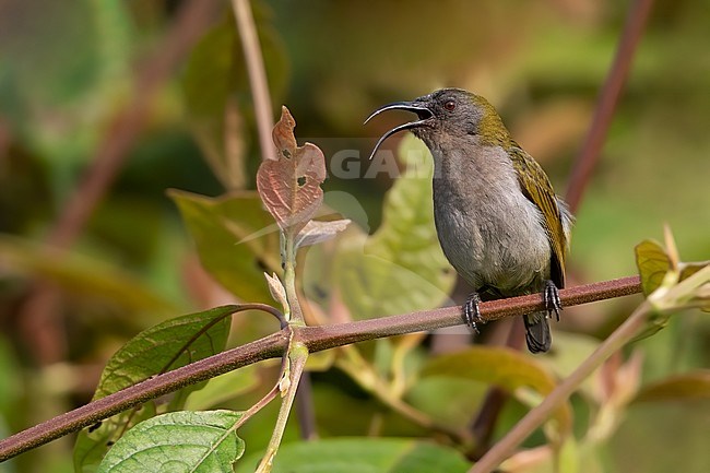  stock-image by Agami/Dubi Shapiro,