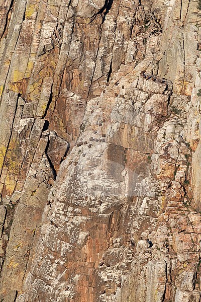Large group of Griffon Vultures (Gyps fulvus) waking up at their roosting site on a steep cliff in the Extremadura in Spain. stock-image by Agami/Marc Guyt,