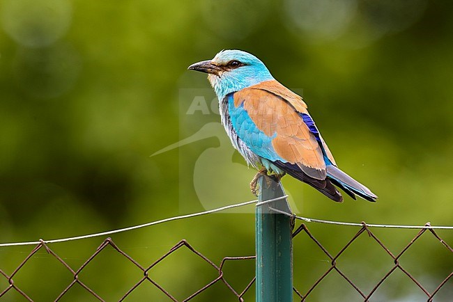 Eurasian Roller (Coracias garrulus) in Italy. stock-image by Agami/Daniele Occhiato,