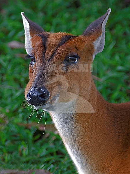 Vrouwtje Indische muntjak, Female Indian muntjac stock-image by Agami/Alex Vargas,