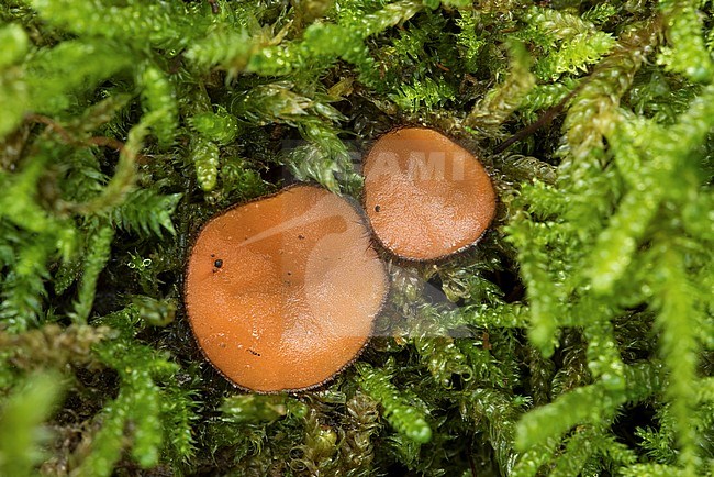 Gewone wimperzwam; Eyelash cup fungus; stock-image by Agami/Walter Soestbergen,