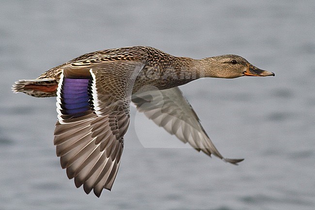 Mallard (Anas platyrhynchos) flying in Victoria, BC, Canada. stock-image by Agami/Glenn Bartley,