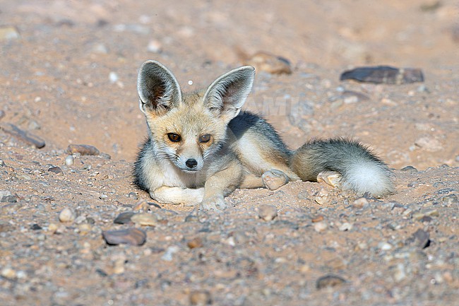 Young Ruppell's Fox (Vulpes rueppelli) near the den in the desert of Western Sahara, south of Dakhla. stock-image by Agami/David Monticelli,