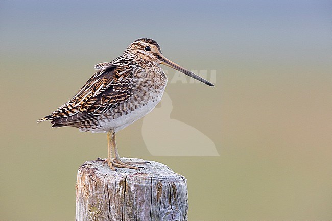 Common Snipe (Gallinago gallinago faeroeensis), side view of an adult standing on a fence post, Southern Region, Iceland stock-image by Agami/Saverio Gatto,